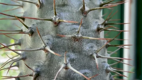 Cactus have long sharp spines all over the trunk close up Stock Footage 254016063