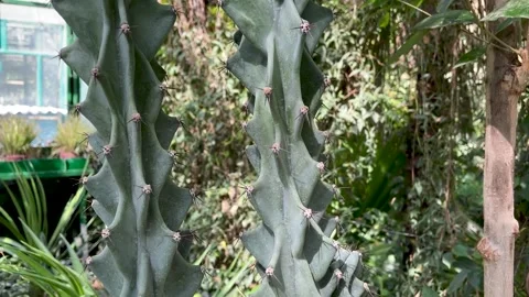 Cactus have long sharp spines all over the trunk close up Stock Footage 272967603