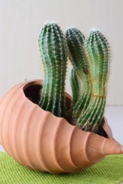 Cactus in a heart shaped ceramic pot. Stock Photos