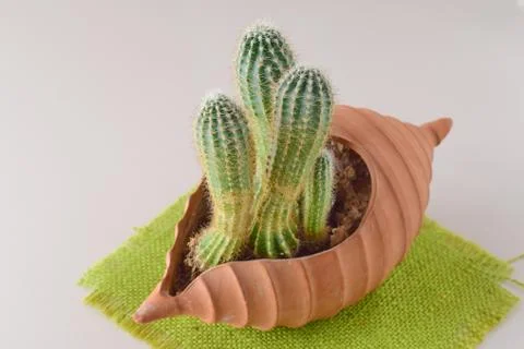 Cactus in a heart shaped ceramic pot. Stock Photos