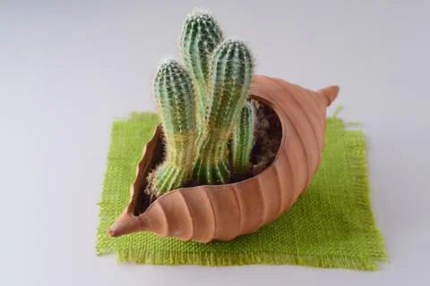 Cactus in a heart shaped ceramic pot. Stock Photos