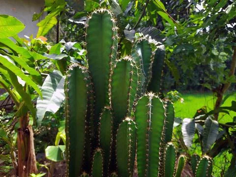 Cactus help to stop diarrhea by binding to toxins in the gut Фото