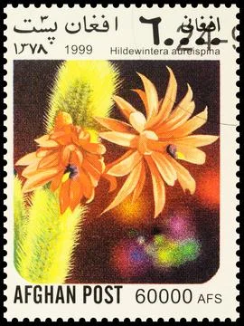 Cactus Hildewintera aureispina Stock-Fotos