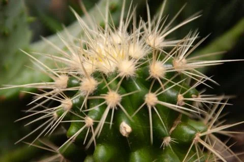 Cactus home plant with sharp spike Stock Photos