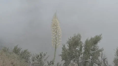 Cactus Hover Stock Footage 242107814