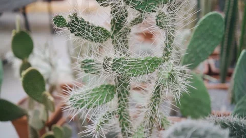 A cactus with huge sharp needles stands in a greenhouse in the botanical garden Stock Footage 154131952
