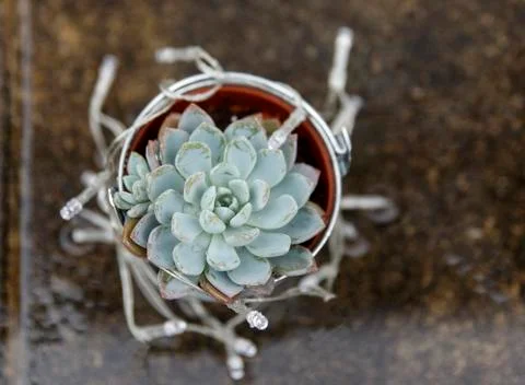Cactus III Stock Photos