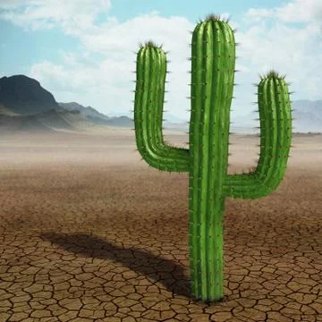 Cactus Stock Illustration
