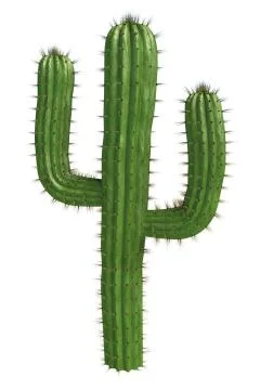 Cactus Stock Illustration