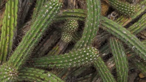 A cactus with inception mode Stock Footage 266268156