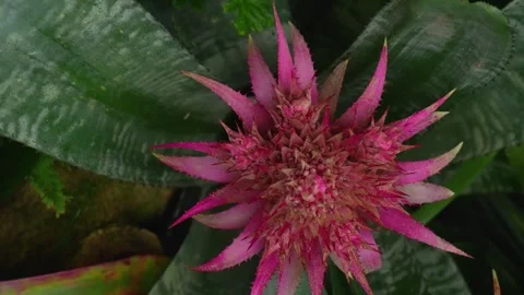 A cactus with inception mode Stock Footage 299749373