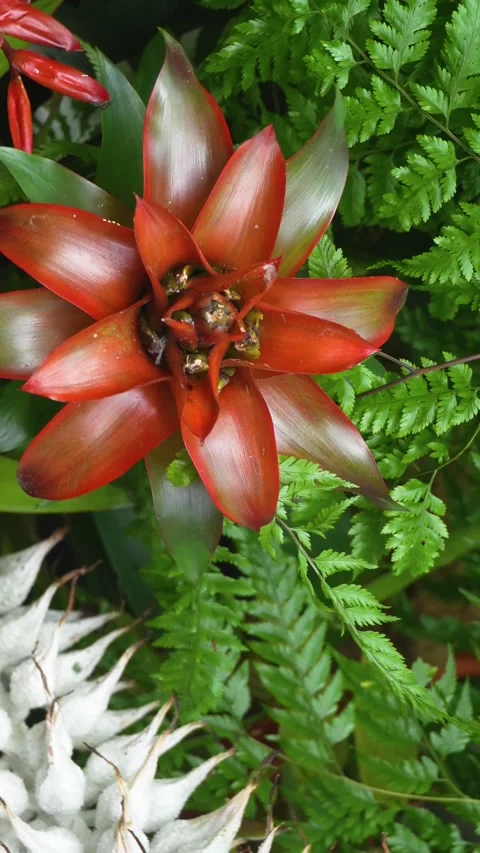 A cactus with inception mode vertical Stock Footage 300020957