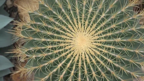 A cactus with inception motion Stock Footage 294361277