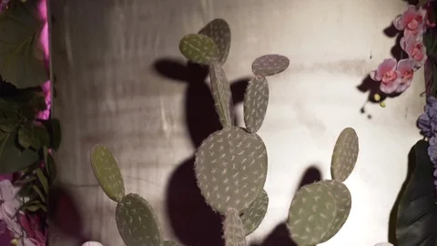 Cactus Interior Night Video stock 117852078