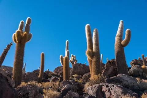 Cactus Island Stock Photos