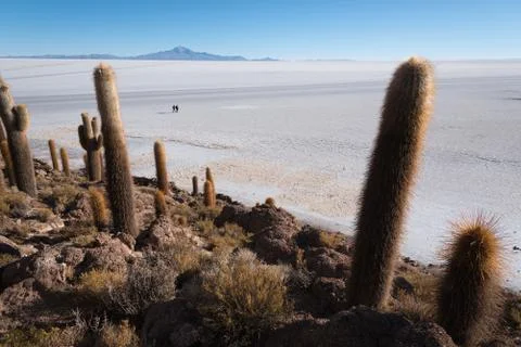 Cactus Island Stock Photos