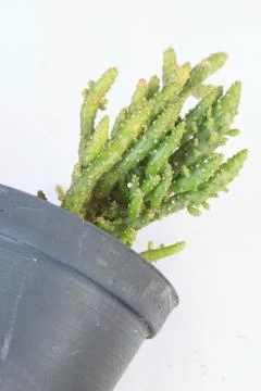 Cactus  isolate Stock Photos