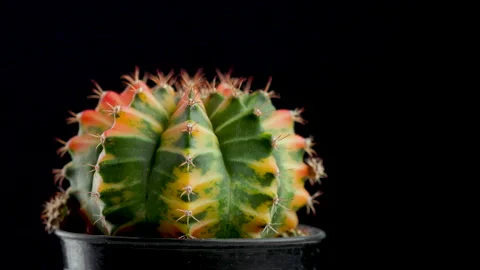 Cactus isolated on black background Stock Footage 145514649