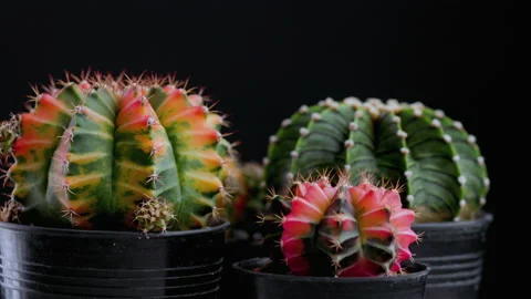 Cactus isolated on black background Stock Footage 147904426