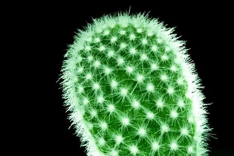 Cactus isolated macro. copy space.abstract green pattern Stock Photos