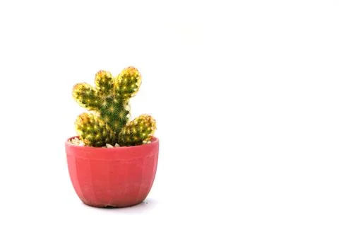 Cactus isolated Stock Photos