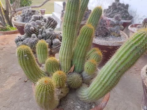 Cactus Isolated Stock Photos