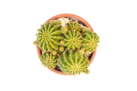 Cactus isolated Stock Photos