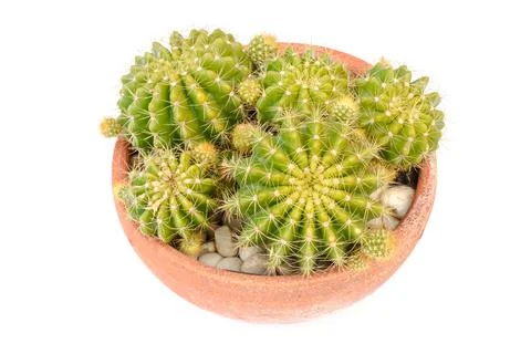 Cactus isolated Stock Photos