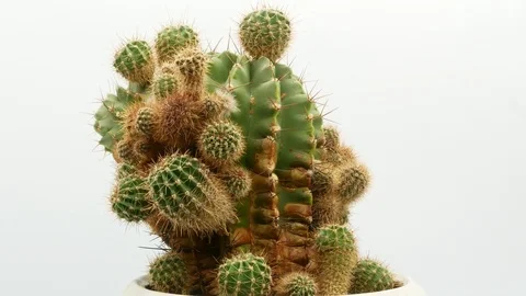 Cactus on isolated white background 4k Stock Footage 108634618