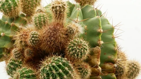 Cactus on isolated white background 4k Stock Footage 108634781