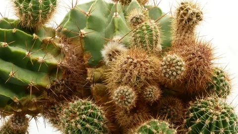Cactus on isolated white background 4k Stock Footage 108634889