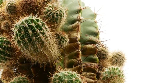 Cactus on isolated white background 4k Stock Footage 108635047