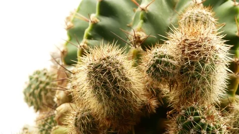 Cactus on isolated white background 4k Stock Footage 108635138