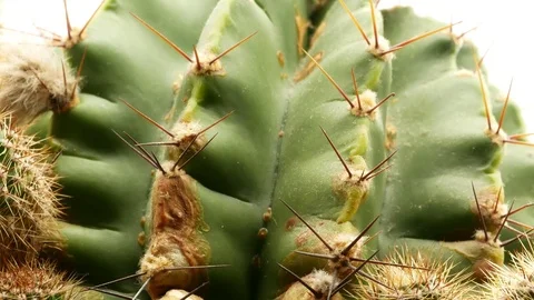 Cactus on isolated white background 4k Stock Footage 108635323