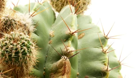 Cactus on isolated white background 4k Stock Footage 108635534