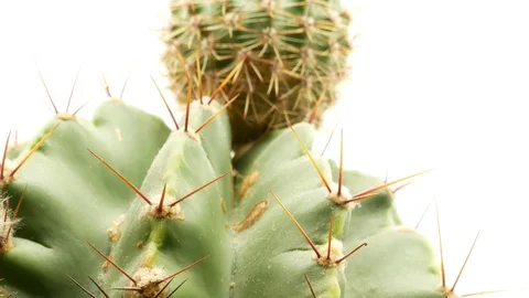 Cactus on isolated white background 4k Stock Footage 108635685