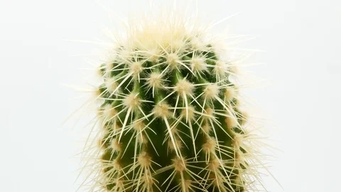 Cactus on isolated white background 4k Stock Footage 108635793