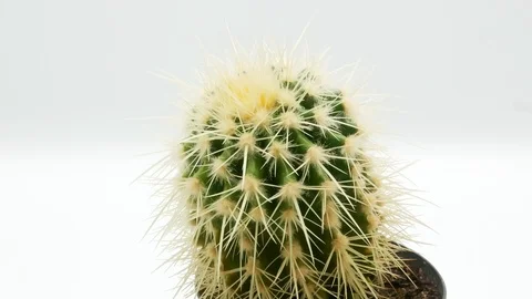 Cactus on isolated white background 4k Stock Footage 108635922