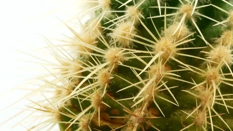 Cactus on isolated white background 4k Stock Footage 108636139