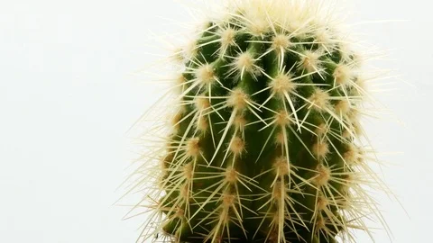 Cactus on isolated white background 4k Stock Footage 108636323