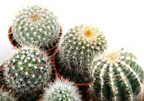 Cactus isolated on white background Stock Photos