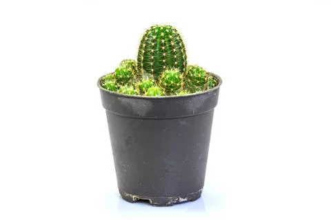 Cactus isolated on white background 스톡 사진