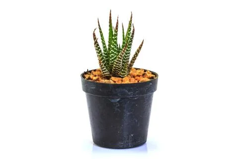 Cactus isolated on white background Stock Photos
