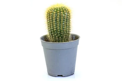 Cactus isolated on white background Stock Photos