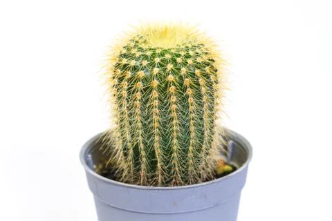 Cactus isolated on white background Stock Photos