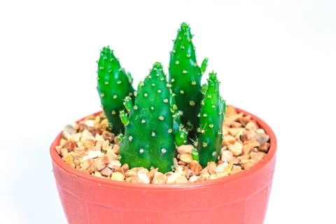 Cactus isolated on white background Stock Photos