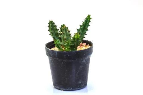 Cactus isolated on white background Stock Photos