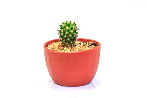 Cactus isolated on white background 스톡 사진