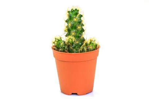Cactus isolated on white background Foto stock