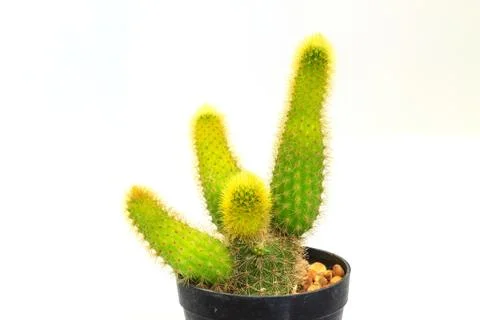 Cactus isolated on white background Stock Photos